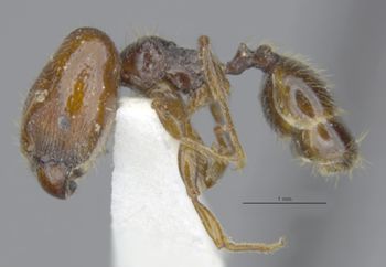Media type: image;   Entomology 28991 Aspect: habitus lateral view